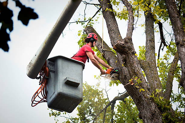 The Steps Involved in Our Tree Care Process in Northchase, NC